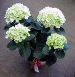 Hydrangea Plant In a Basket
