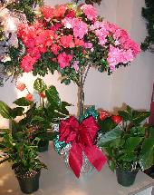 Azalea Topiary Tree with Anthurium