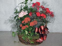 English Garden Plant Basket, Hibiscus, Begonia, Kalanchoe...